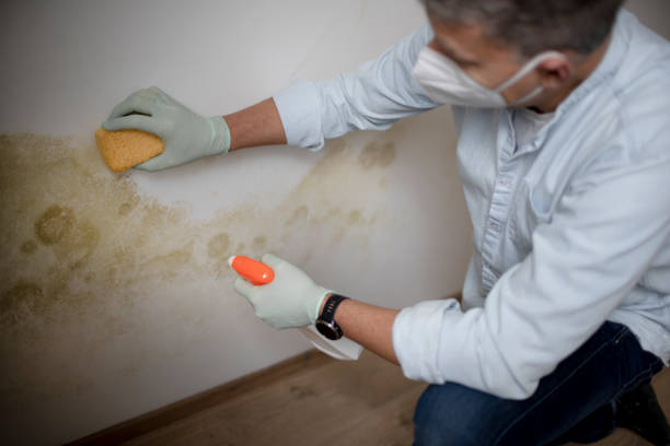 Trusted Nashville, AR Mold Remediation Experts