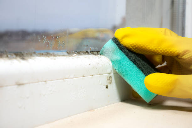 Best DIY Mold Remediation Support Services in Nashville, AR