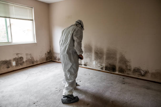 Best Residential Mold Remediation in Nashville, AR