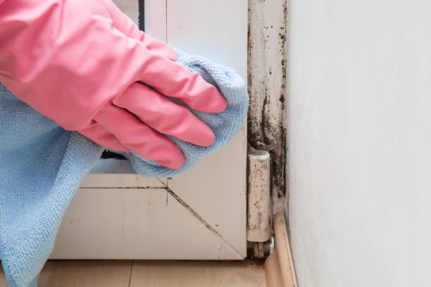 Nashville, AR Mold Remediation Company